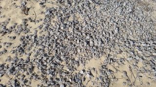 2023-GC--Mapalomas dunas-S123-278.jpg